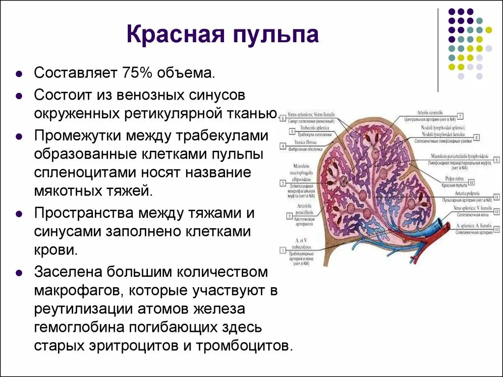 Для селезенки характерно. Строение красной пульпы селезенки. Селезенка строение и функции анатомия. Структуры красной пульпы селезенки. Строение и функции белой пульпы селезенки.