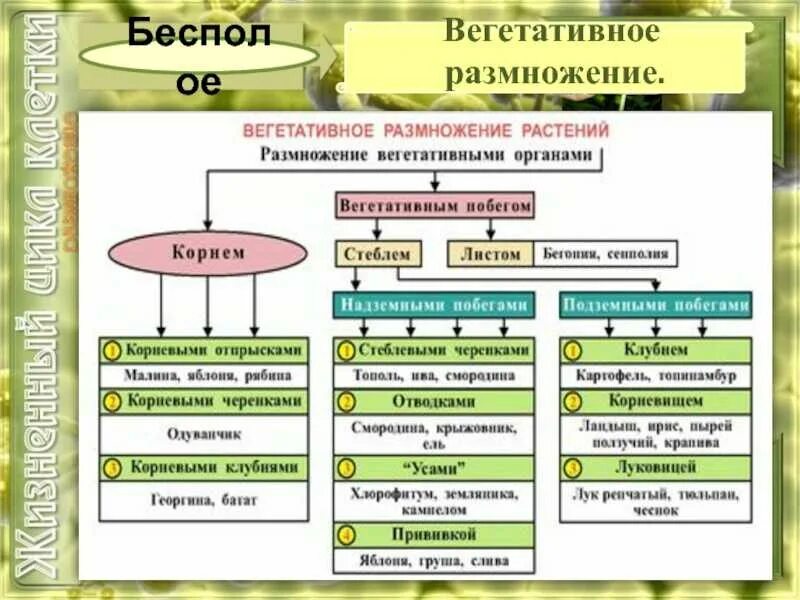 Типы размножения растений 6 класс. Способы вегетативного размножения растений 6 класс биология. схема вегетативное размножение растений 6 класс. виды размножения растений схема. схема способы вегетативного размножения растений 6 класс.