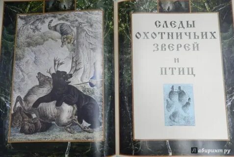 Цикл охотник