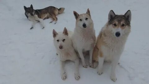 Лайки просмотр видео