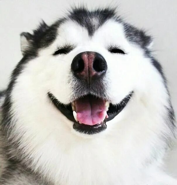 Mad eyes, but still full of love ❤ ❤ ❤ Cute husky, Beautiful dogs, Dog breeds