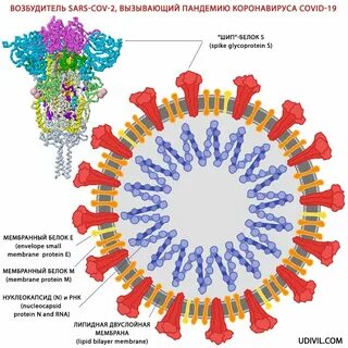 Коронавирус название 19