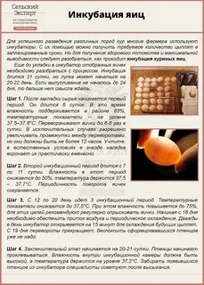 Температура инкубации куриных яиц таблица