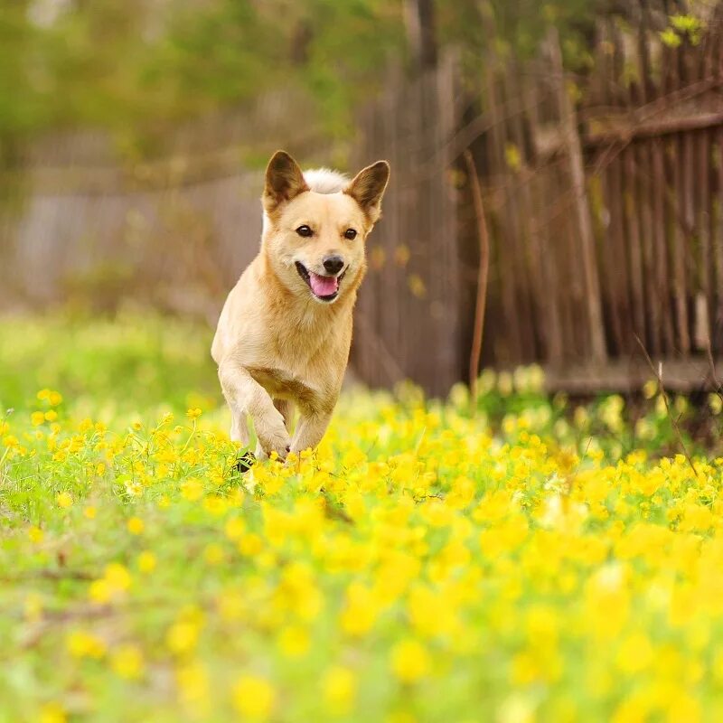 Dog village. Весенние собачки. Деревенский пес. Собака в деревне. Собака лето деревня.