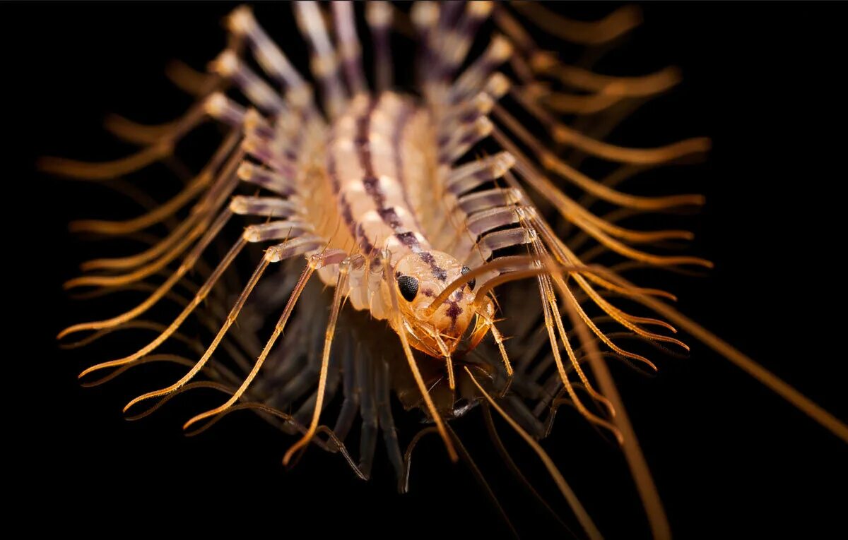 Обыкновенная мухоловка многоножки. Сороконожка сколопендра мухоловка. Обыкновенная мухоловка многоножка. Сколопендра обыкновенная мухоловка. Обыкновенная мухоловка.