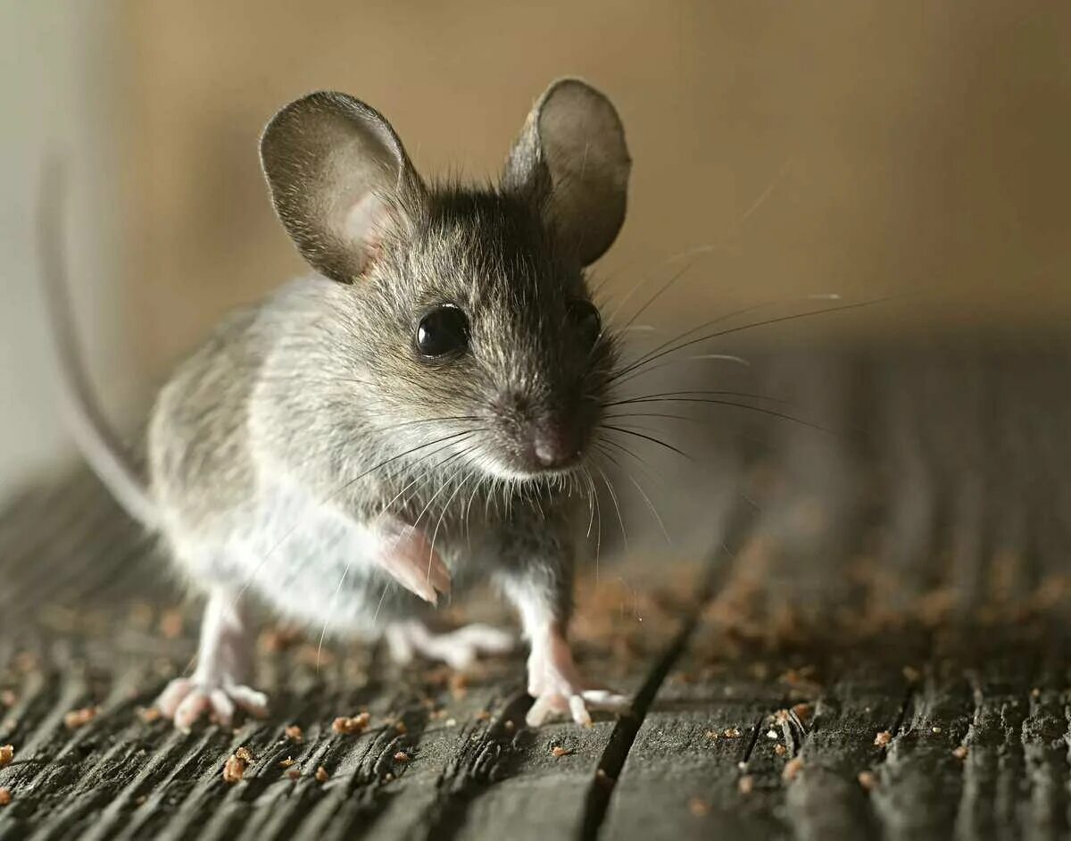 Мышь. Домовая мышь mus musculus linnaeus. мышь домовая серая. мышь серая обыкновенная. мышка живая.