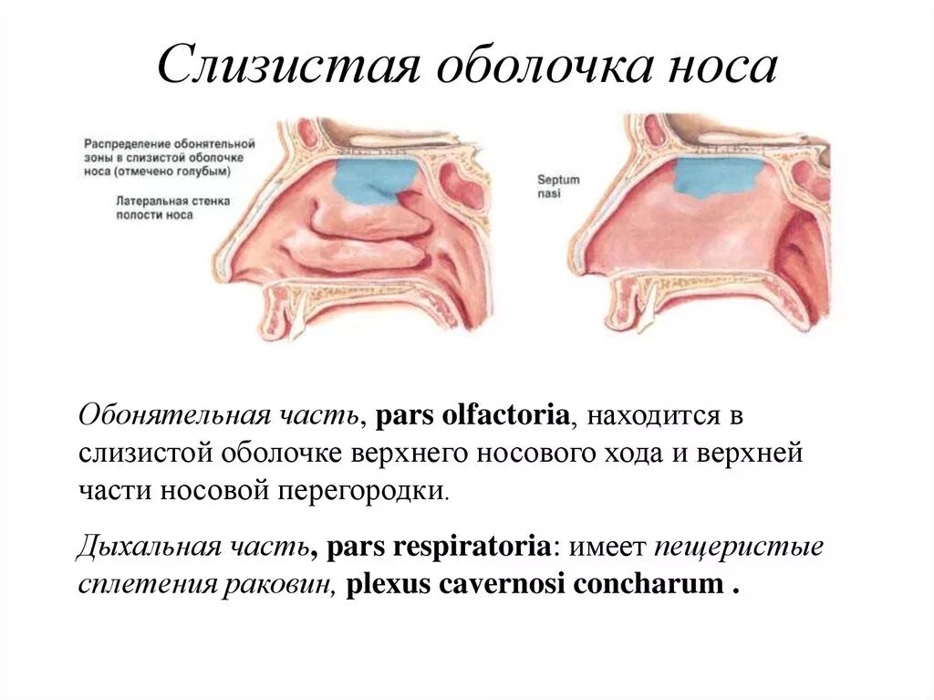 Отделы слизистой оболочки полости носа regio Olfactoria. Слизистой оболочке носовой полости. Отек слизистой оболочки носовой полости. Набухание слизистой оболочки носа. Слизистые оболочки носовых ходов