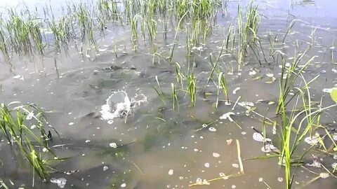 Нерест плотвы