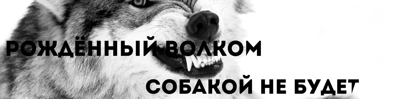 В собаке есть волк. Рожденный волком собакой не будет. рожденный волками. волк не волк. рождённый волком собакой.