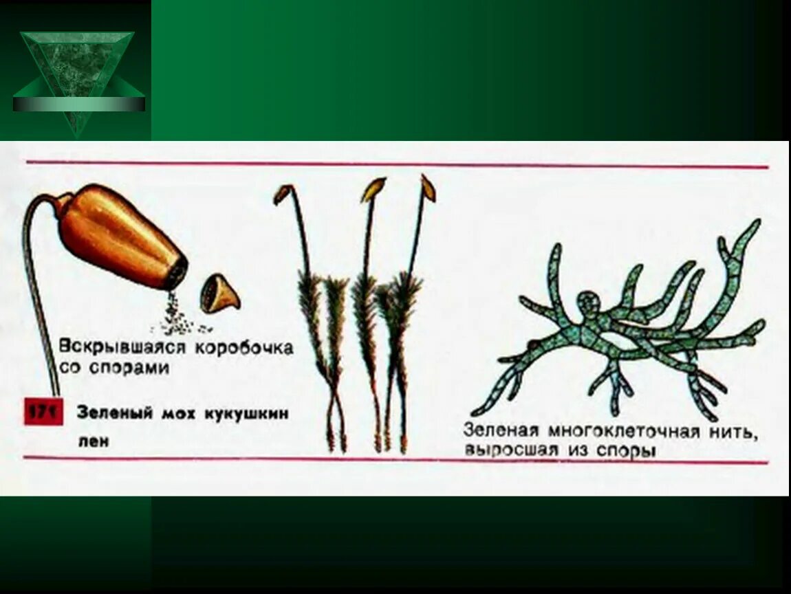 Коробочка со спорами мох Кукушкин лён. Зелёный мох Кукушкин лён. Коробочка со спорами. Спора мха.