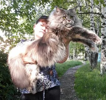 Кун виле кун