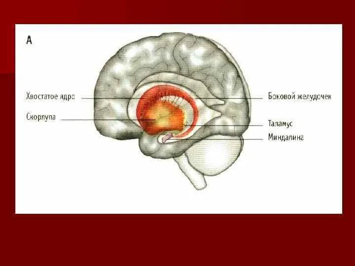 Хвостатое ядро мозга. Хвостатое ядро мозга функции. Головка хвостатого ядра анатомия. Хвост хвостатого ядра. Хвостатое ядро и скорлупа.