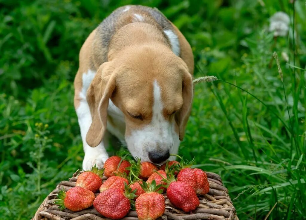 Pet можно ли. Клубника и животные. Собака с клубникой. Щенок с клубникой. Собака ест овощи и фрукты.