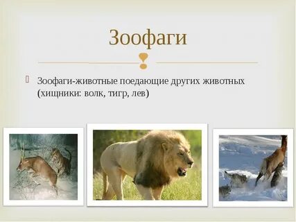 Зоофаги