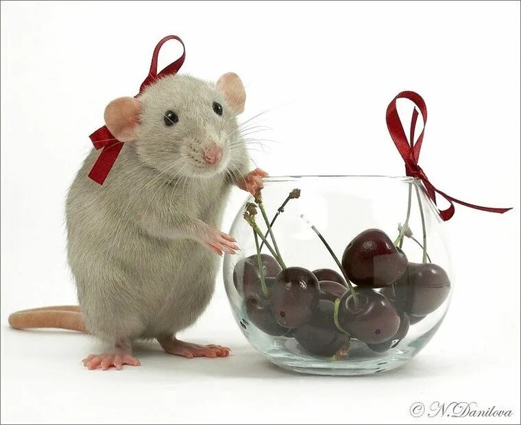 День крысы картинки прикольные. С днем рождения мышка. С днем рождения крыса. Мышка поздравляет с днем рождения. Поздравление с мышками.