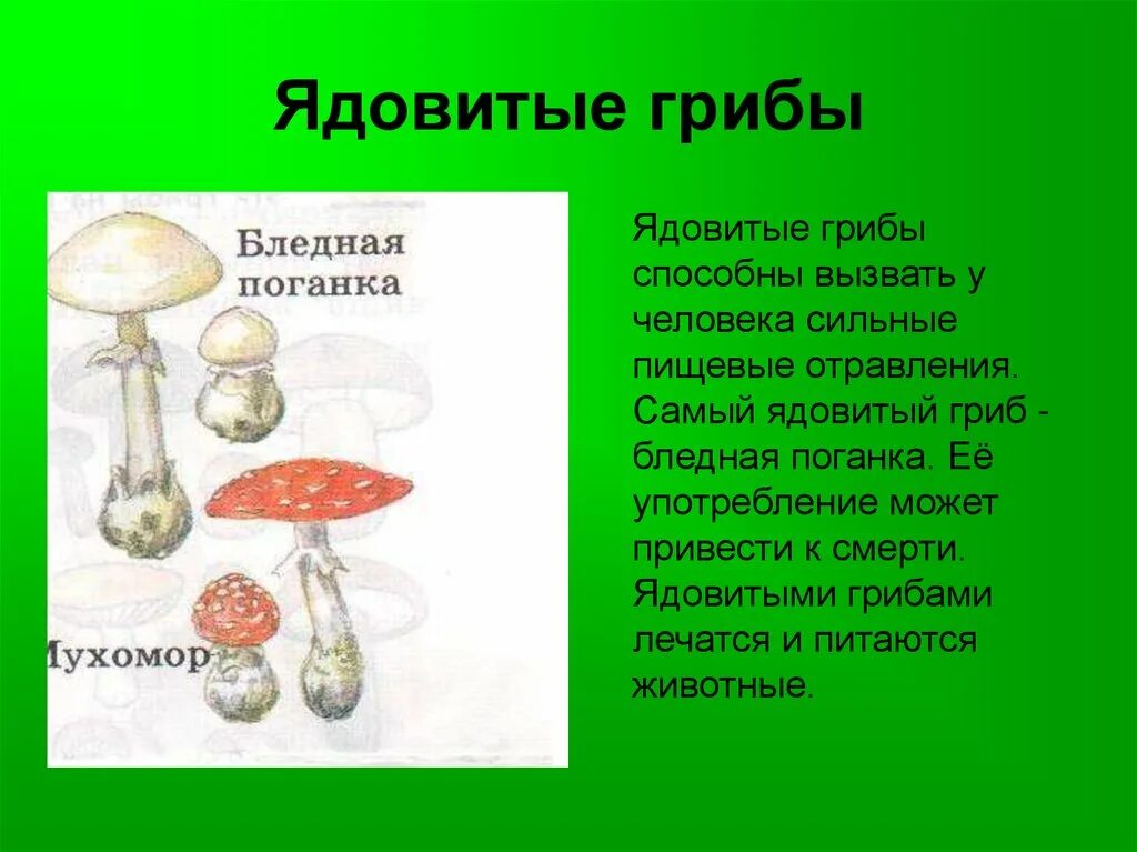 Ядовитые грибы доклад. Сообщение о ядовитвх гриб. Сообщение о ядовитых грибах. Ядовитые растения и грибы доклад. Подготовить сообщение о любых ядовитых грибах