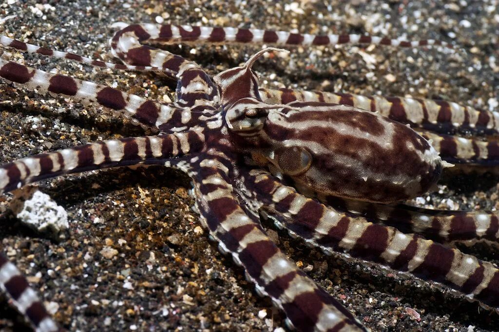 Мимикрирующий индонезийский осьминог. Мимикрия осьминога. Thaumoctopus mimicus. Осьминог подражатель.