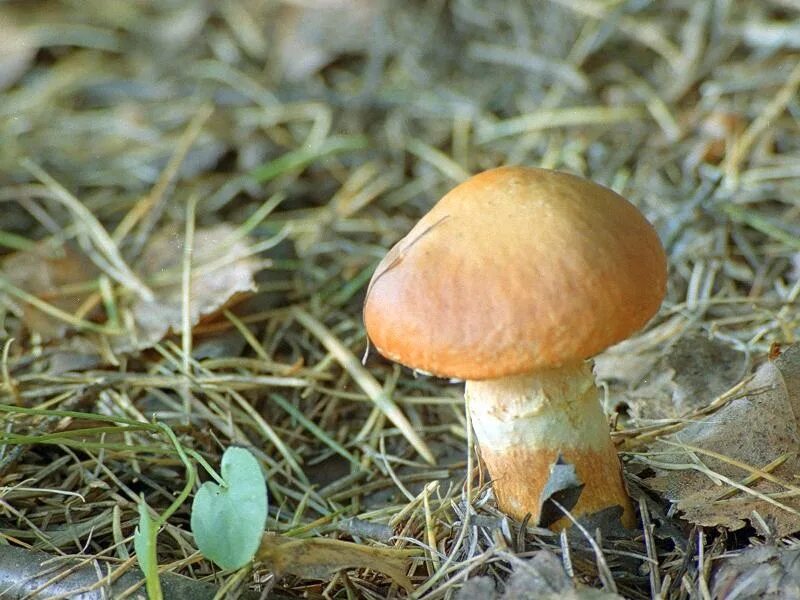 Гриб Suillus luteus. Маслёнок трентийский (Suillus tridentinus). Маслёнок лиственничный Болетовые. Грибы маслята.