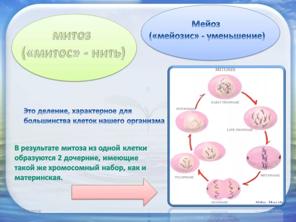 Какое деление клеток характерно человеку. Деление митозом не зарвктерно для леток. Деление митозом характерно для. Редукционное деление характерно для. Для животной клетки характерно деление митозом.