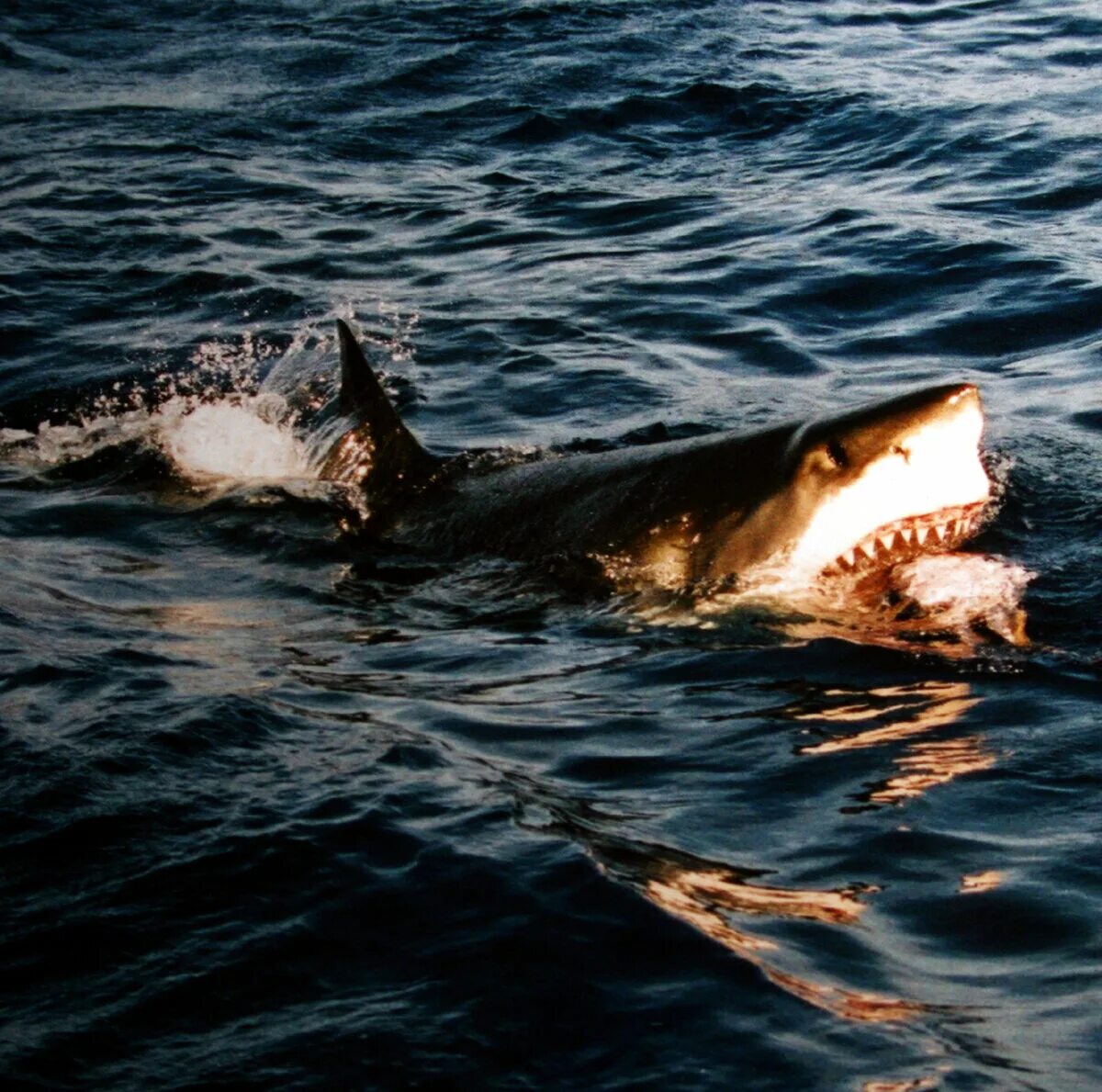Обитают ли акулы. Большая белая акула кархародон челюсти. Большая белая акула.