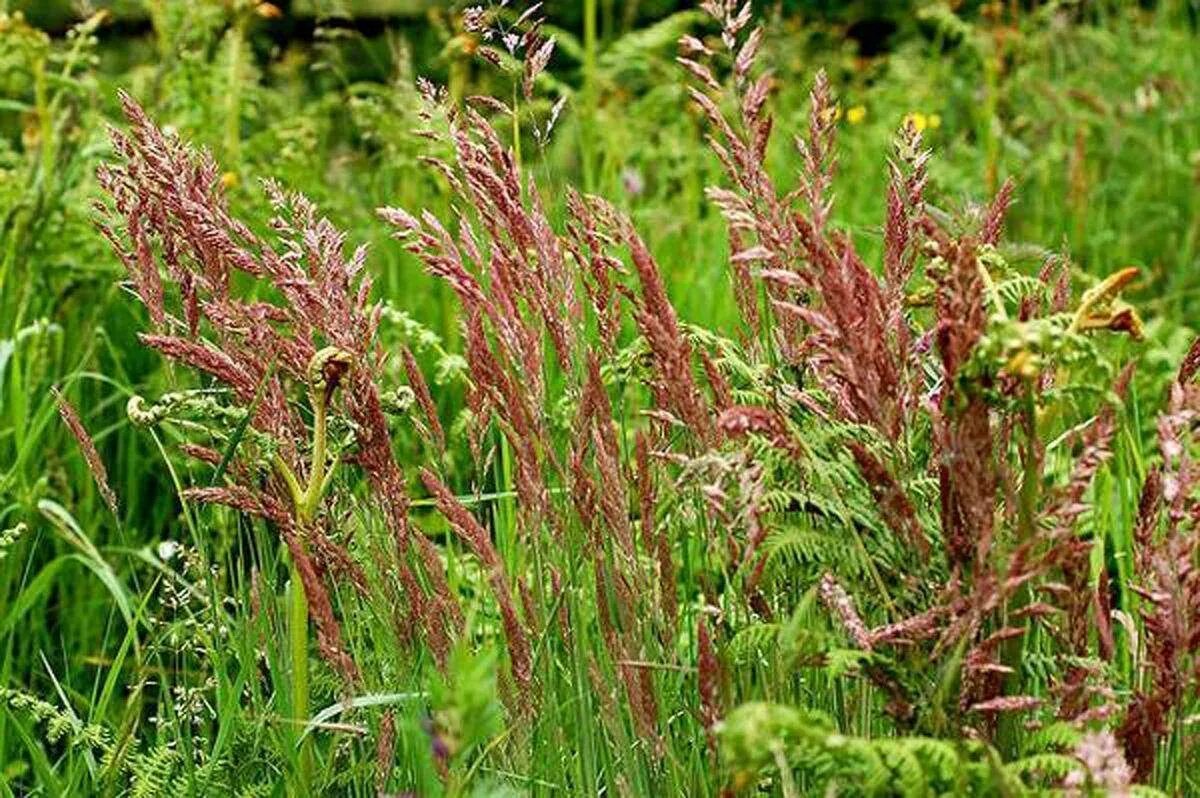 Festuca rubra rubra (овсяница красная красная). Овсяница красная (festuca rubra). Овсяница красная волосовидная. Овсянница красная фото. Овсяница красная (festuca rubra).