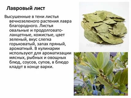 Как действует лавровый лист