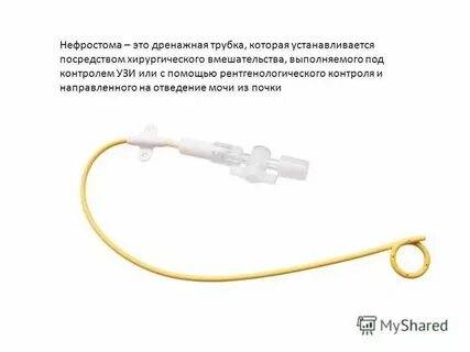 Трубочка в почке