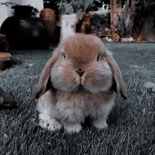 Big cute