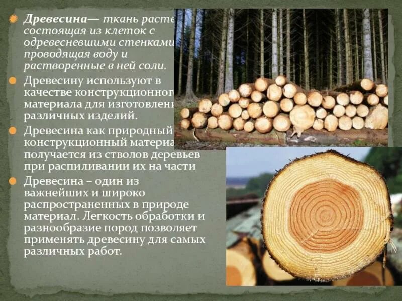 Картинки ПРОЕКТ ДРЕВЕСИНЫ 5 КЛАСС