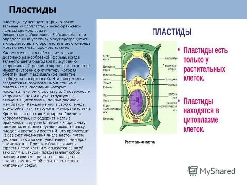 Клетки корня образуются из клеток