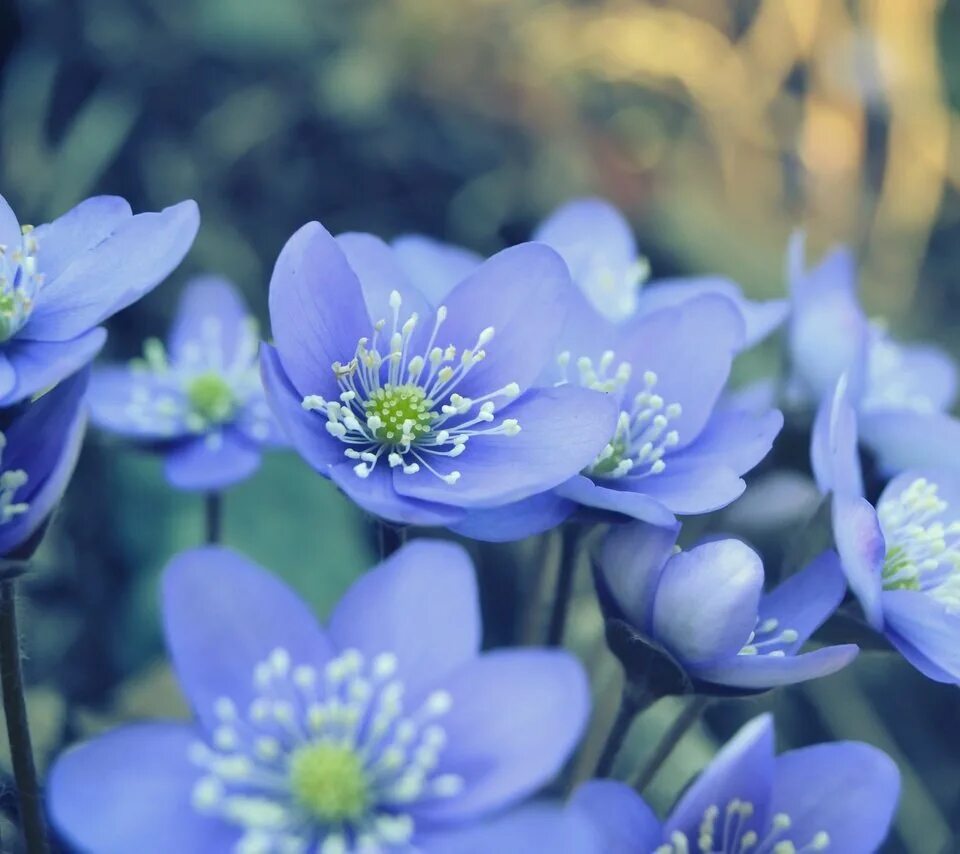 Голубые весенние цветочки