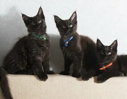 Черный котенок мейн куна