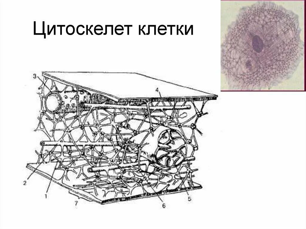 Цитоскелет на рисунке клетки