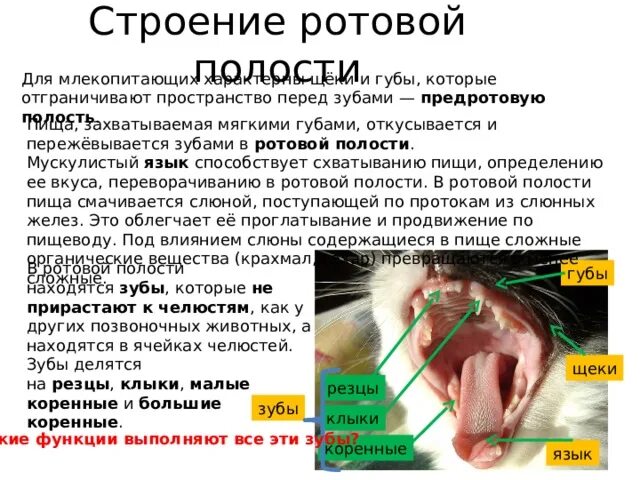 Строение ротовой полости животных. Строение ротовой полости животных