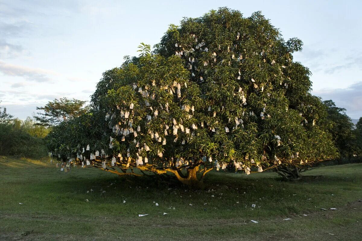 Манго дерево цветет. Манго дерево. Высота дерева манго. Манговое дерево с манго. Бхархут манговое дерево.