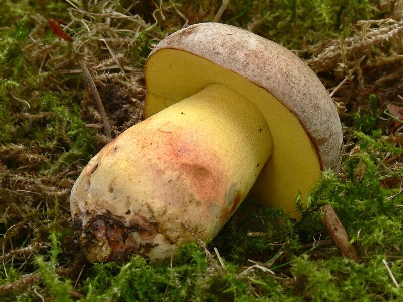 Гриб Боровик Фехтнера. Боровик Фехтнера Boletus fechtneri. Боровик жёлтый (Boletus junquilleus). Боровик девичий (Boletus appendiculatus). Боровик растет