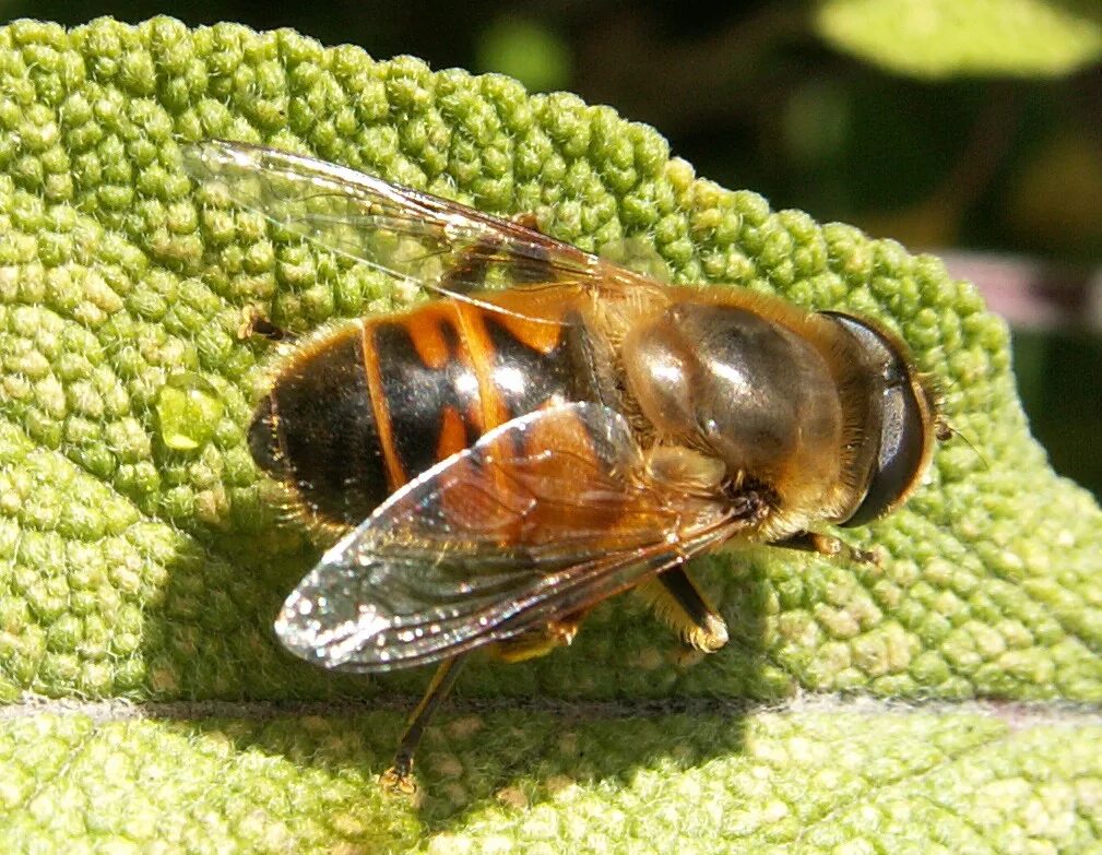 насекомое муха журчалка. мухи похожие. оса муха журчалка пчела. насекомое муха журчалка. муха шмель.
