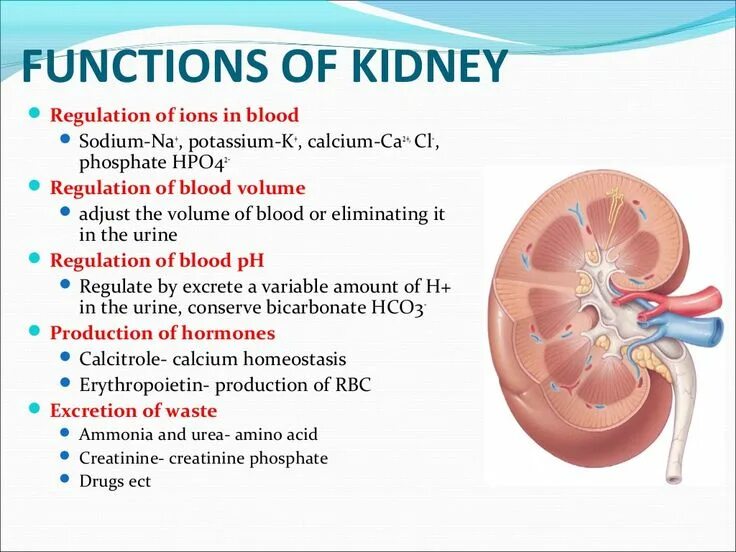 What is its function. Kidney function. what are the functions of the kidneys?. functions of blood.