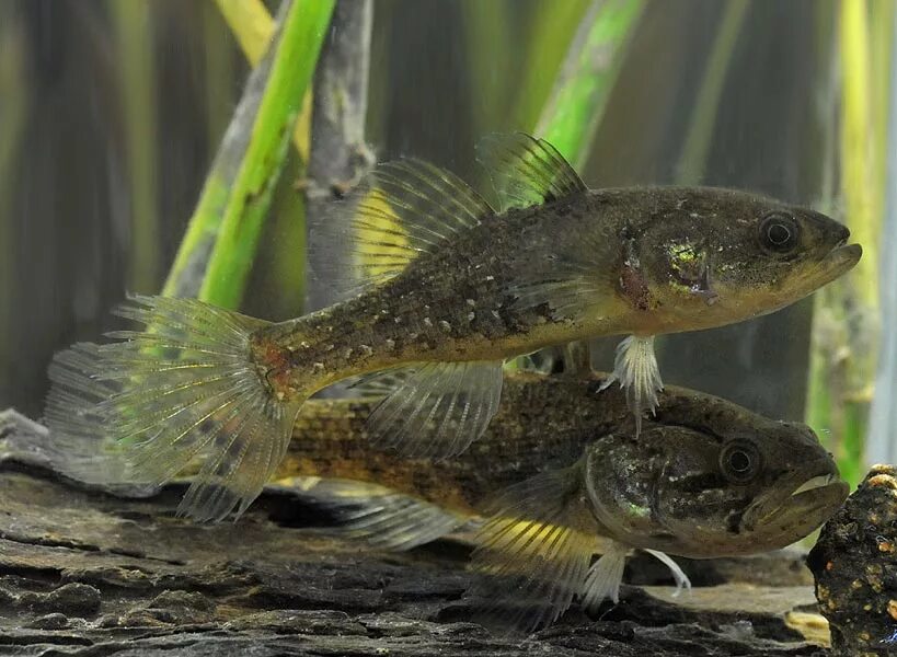 Головешка ротан байкал. Что такое ротан. Головешка-ротан. Головешка-ротан. Ротан головешка рыба.