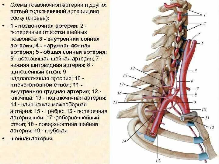 Реберно шейный ствол топография. Подключичная артерия топография ветви области кровоснабжения. 3 Отдела подключичной артерии. Щитошейный ствол подключичной артерии.