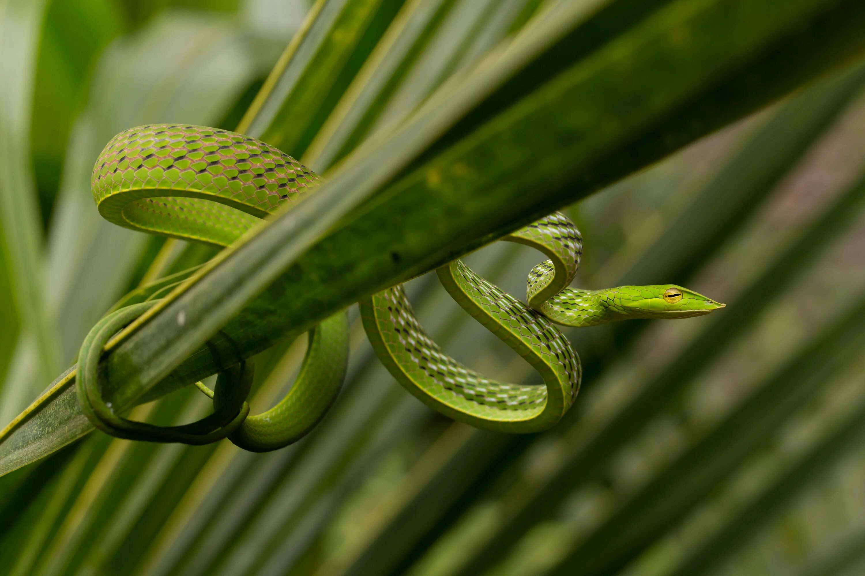 Змея длиннорылая плетевидка. Ahaetulla nasuta. Виноградная остроголовая змея. Виноградная змея (длиннорылая плетевидка).