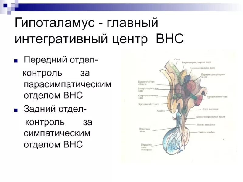 Гипоталамус и вегетативная нервная система. Гипоталамус центр вегетативной нервной системы. Центры симпатической нервной системы гипоталамуса. Ядра гипоталамуса схема. Вегетативным является ядром