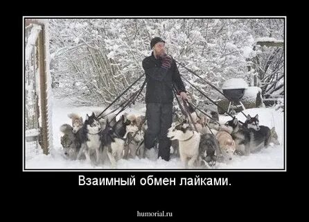 Пословица собаку съел