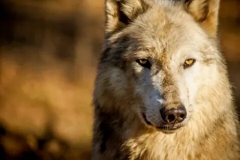 Wolf other