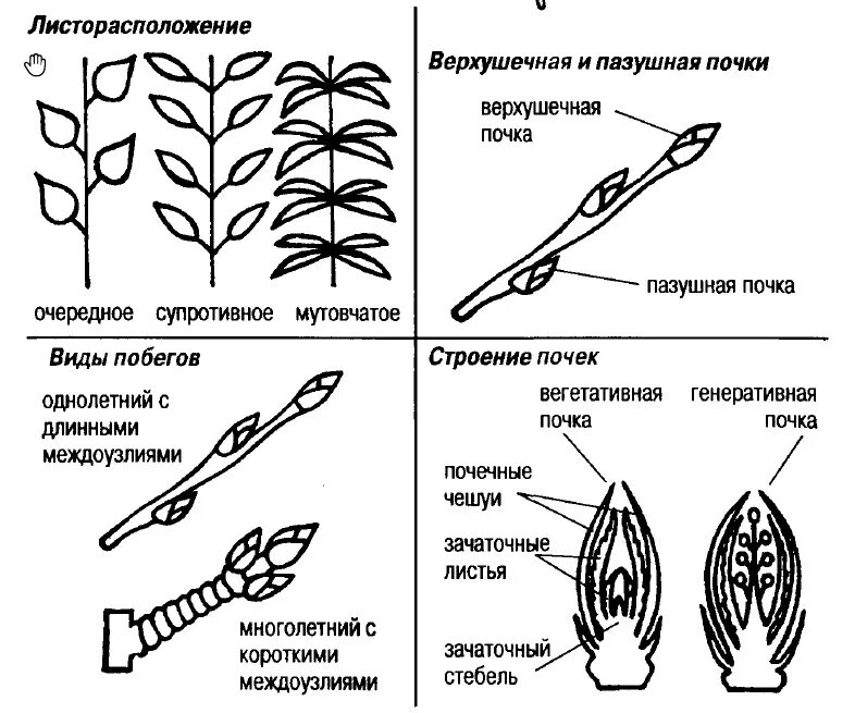 Схему строения побега и почки. Типы почек растений схема. Строение побега ЕГЭ биология. Части побега растения схема. Какую функцию выполняет пазушная почка