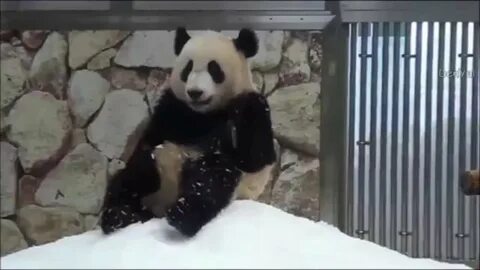 Панда танцует видео