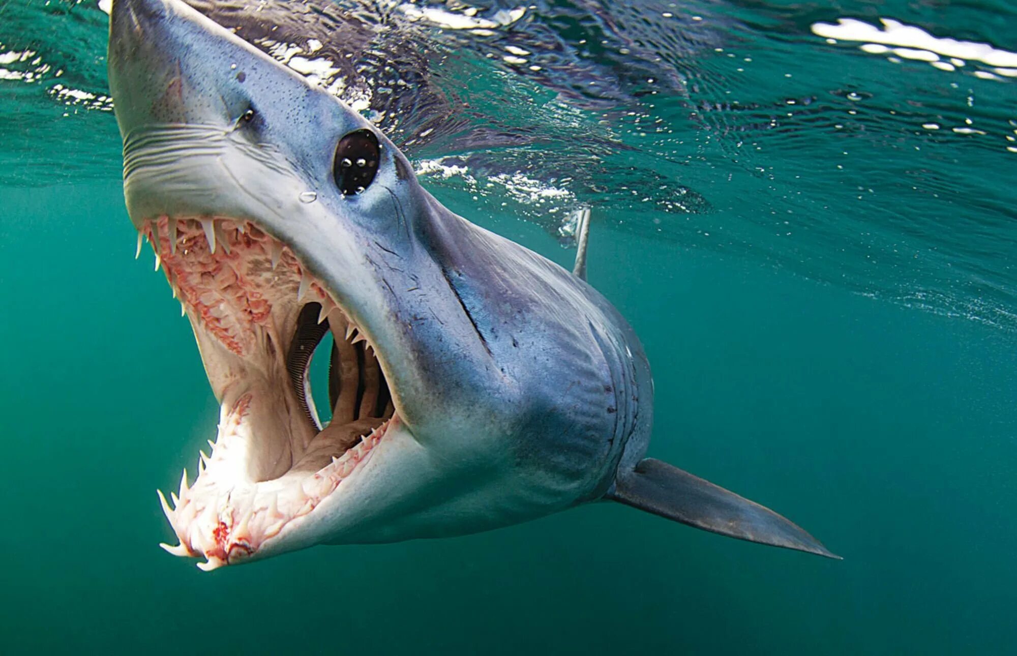 Акула мако. Серо голубая акула мако. Акула-мако (серо-голубая акула). Isurus oxyrinchus акула мако. Рыбы сопровождающие акул