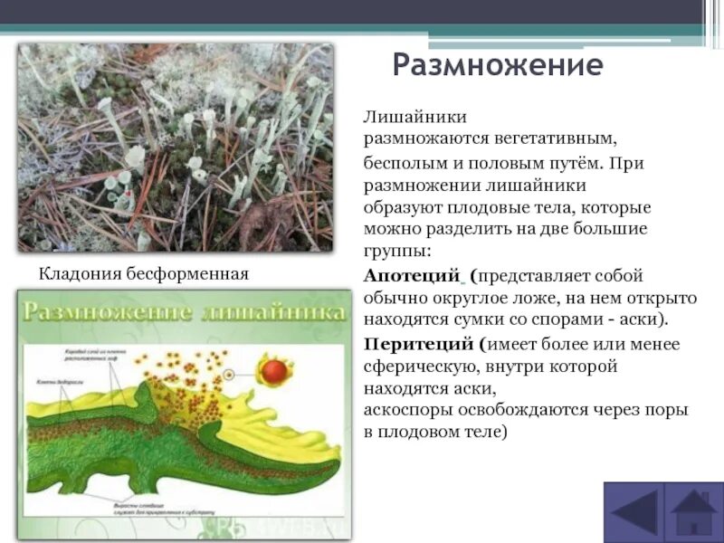 2 лишайники размножаются. Лишайники строение размножение. Лишайники 5 класс биология. Лишайников 5 класс биология. Бесполое размножение лишайников.