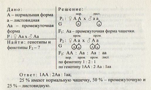 Определите фенотип томата с генотипом