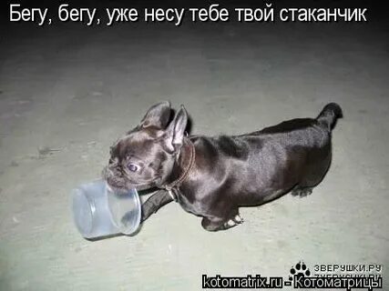 На вечеринку бегу бегу я без препаратов